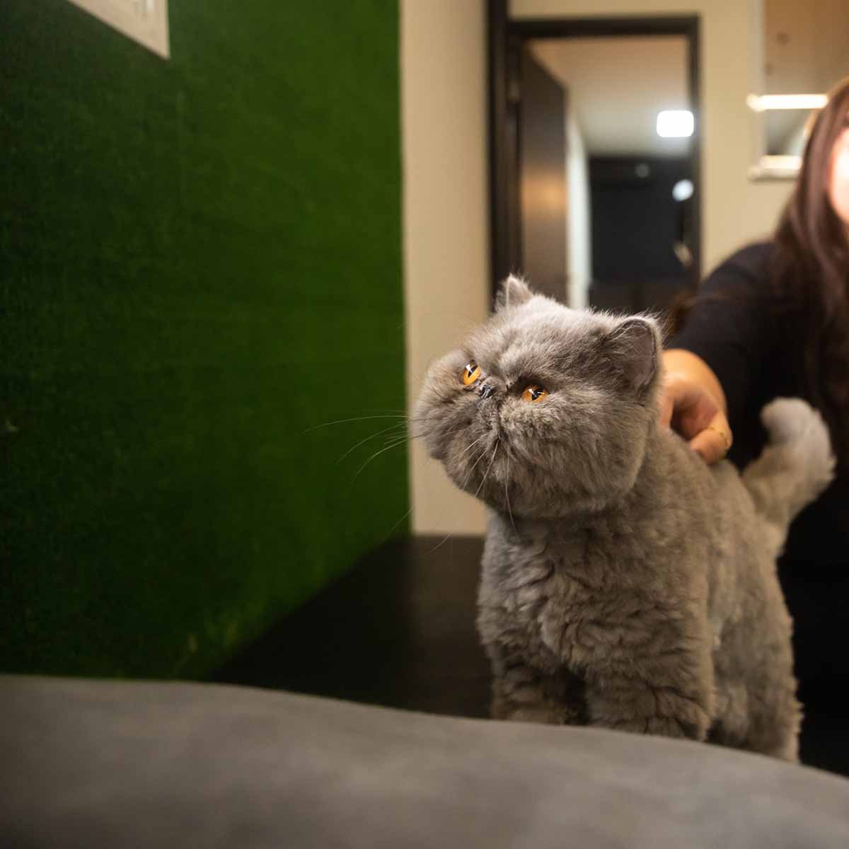 Gato cinza do escritório do Grupo Dls/ recebendo carinho sobre a bancada, diante da parede verde da recepção